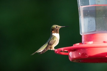 Hummingbird at Feeder