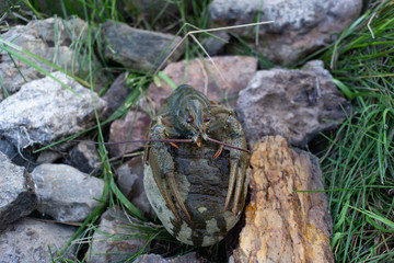 Crayfish on the rocks riverbank