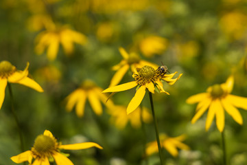 Bumblebee sitting on coneflower