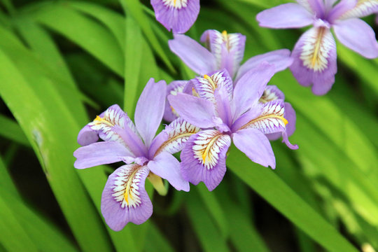 14 件の最適な 安積山 画像 ストック写真 ベクター Adobe Stock