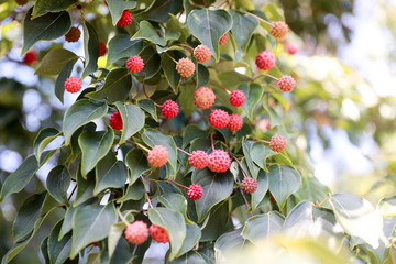 Red fruits of Cornus dogwood var. Porlock with bokeh light Cornus capitata - Image