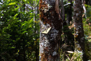 Fototapeta premium Eastern Tiger Swallowtail sitting on moss covered tree trunk