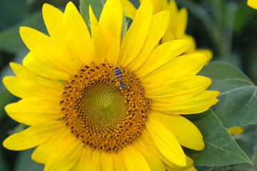 Fototapeta premium Yellow sunflower close up with bee