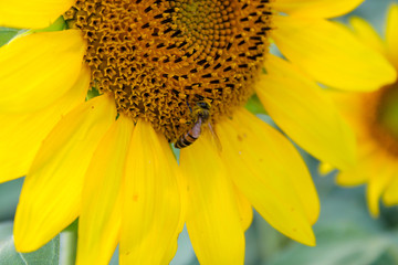 Close up of bee on sunflower