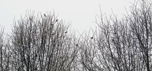 Skyline of Trees With Birds on Branches