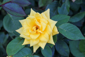 close up of pale yellow rose