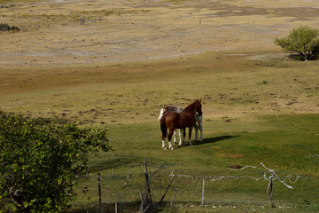 Dos caballos abrazados en la pradera