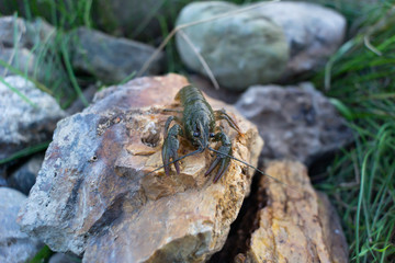Crayfish on the rocks riverbank