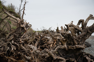 drift wood