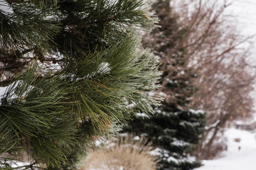 Pine Tree Branches Covered in Snow