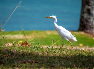 oiseau blanc qui marche de droite à gauche