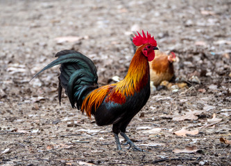 coq multicolore de profil debout