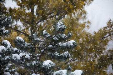 Pine Tree Branches Covered in Snow