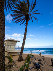 palmier plage et océan  jour bleu