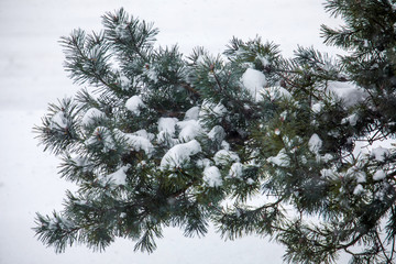 Obraz premium Pine Tree Branches Covered in Snow