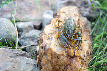 Crayfish on the rocks riverbank