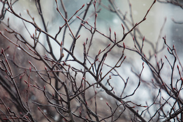 Fototapeta na wymiar Bare Tree Branches in Winter Art
