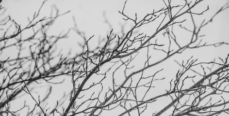 Obraz premium Bare Tree Branches in Winter Art