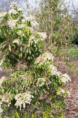 A Pieris (Lily-of-the-valley) shrub covered in masses of bell shaped white flowers in springtime, Canterbury, New Zealand