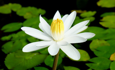 Closeup​ of​ a​ white​ lotus​ flower​s​ with​ green​ leaf​ in​ the​ pond.