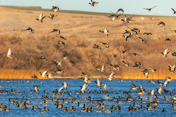 Fototapeta na wymiar Ducks in Flight