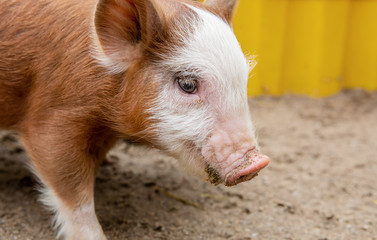 Little Pig on Farm