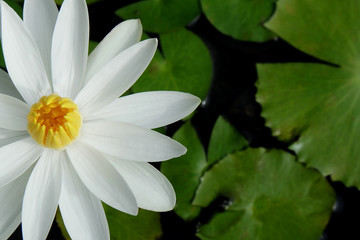 closeup​ the white lotus flower is placed on the left side of the picture with green leaves in the pond.