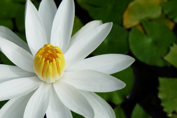 closeup​ the white lotus flower is placed on the left side of the picture with green leaves in the pond.