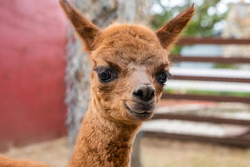 Baby Alpac on Farm Cria