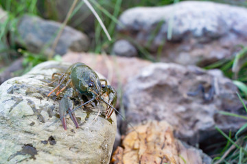 Crayfish on the rocks riverbank