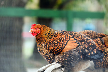 Black Laced Gold Wyandotte Chicken