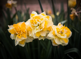 Yellow Daffodils