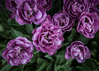 Purple Tulip Flowers