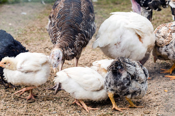 Turkey Grazing For Food With Chickens