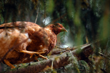 Rhode Island Red Hen Chicken