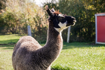 Llama