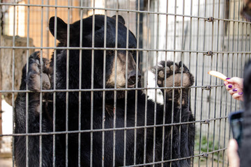 Black Bear In Cage