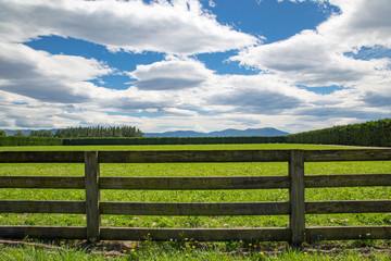 A wooden farm fence divides up grassy farm fields in Canterbury, New Zealand. A blue sky and white clouds spring day