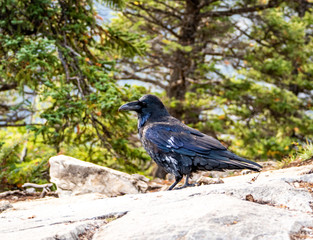 oiseau noir de coté