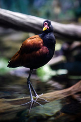 Common Moorhen Bird Standing on Log in Water