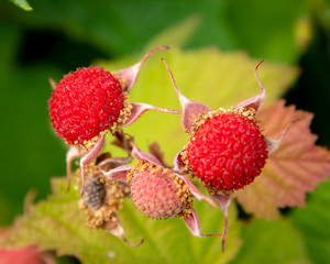 thimbleberry