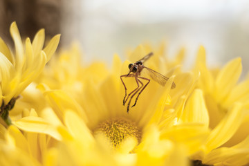 Posed macro shot of insect on yellow flower