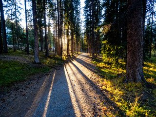 chemin avec rayons de soleil