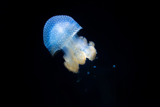 Spotted Jellyfish 