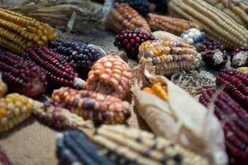 Variedades de maíz en México