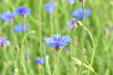 Fototapeta premium Wildflower