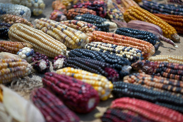 Variedades de maíz en México