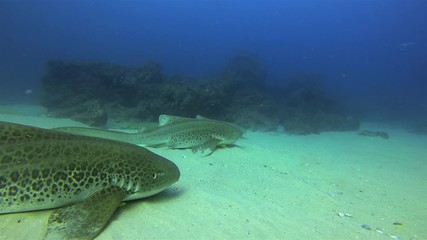 Zebra Sharks. Leopard Sharks Close Up Of Peaceful Calm Bottom Dwelling Sharks Relaxing On Sand Reef & Blue Sea Water. Beautiful Colourful Marine Life. Gentle Pelagic Carpet Sharks. Underwater Wildlife