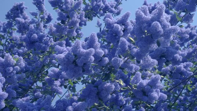Californian Lilac (Ceanothus sp.). A left to right pan across the blossoms of the Californian Lilac shrub