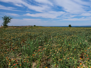 Sunset  time of human grassland in xinjiang